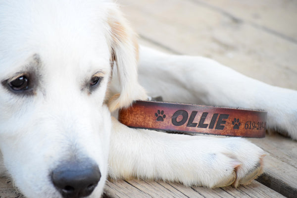 Personalized Engraved Leather Dog Collar